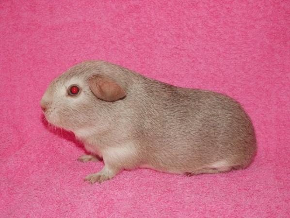 Image 3 of Baby Boar guinea pigs for sale