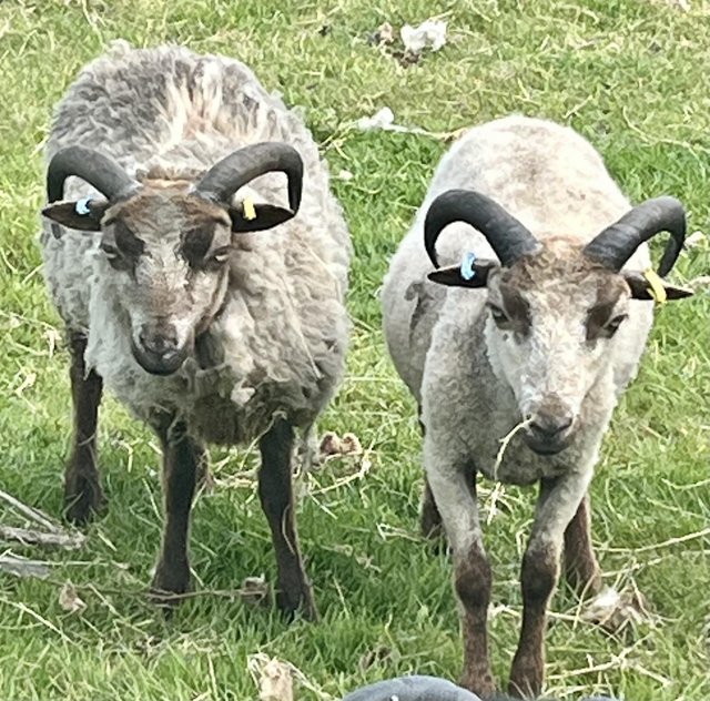 Preview of the first image of 6 Shetland Sheep Rams. £200 FOR THE LOT.