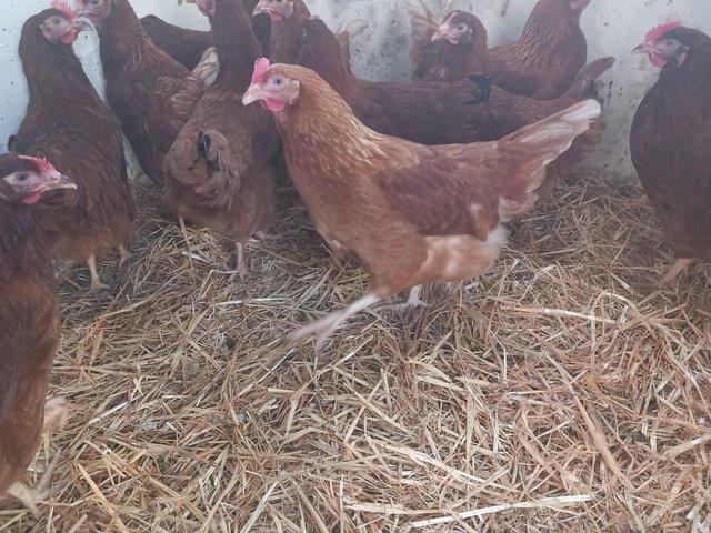Preview of the first image of 20 week old POL Warren Brown Hens for sale.