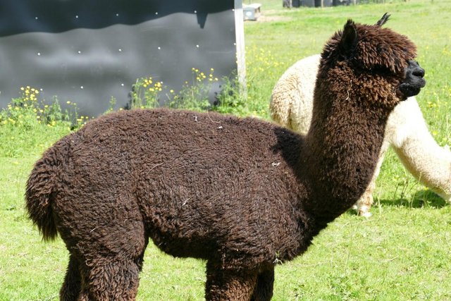 Image 13 of Alpacas - Group of Registered, friendly, young pets