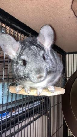 Image 2 of 3 year old grey standard chinchilla for sale