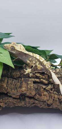 Image 4 of Stunning Crested Gecko For Sale