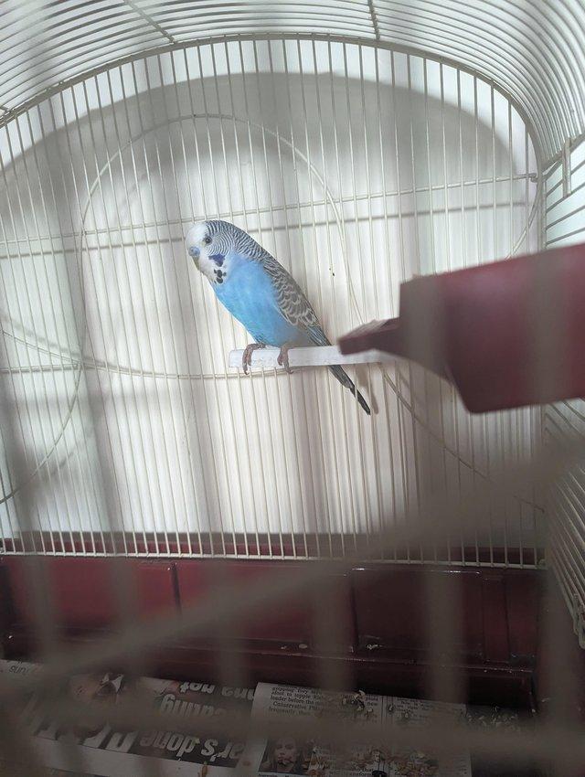 Preview of the first image of 10 month old male budgie for sale.