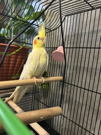 Image 5 of Male Lutino cockatiel with cage