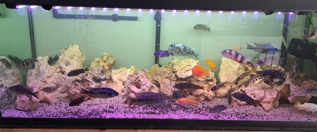 Image 2 of For sale approximately 25 fish