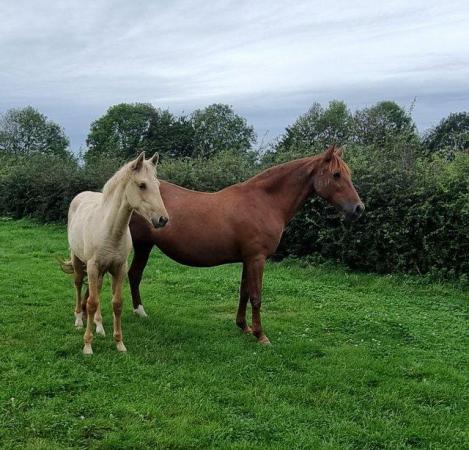 Image 1 of PRE Andalusian graded broodmare