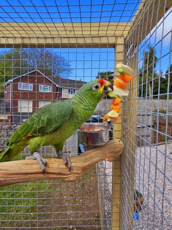 Image 5 of 11 month old red lored amazon parrot