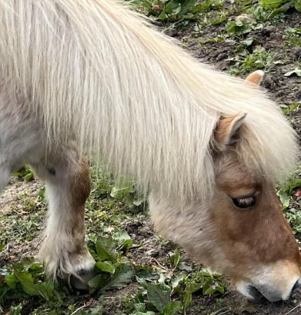 Image 1 of 2 Shetland ponies for sale