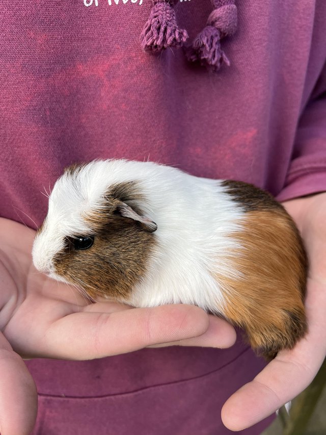 Preview of the first image of 1 gorgeous female Guinea pig looking for a friend.
