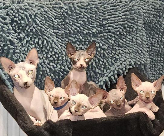 Image 1 of Playful and loving Sphynx kittens