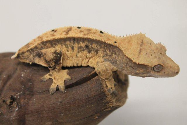 Image 2 of Crested geckos males and females