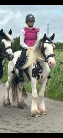 Image 1 of 14.2 super safe ride and drive cob gelding