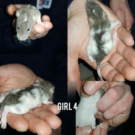 Image 1 of Rat babies!!!!!!!!!!!!!!!!!!!!
