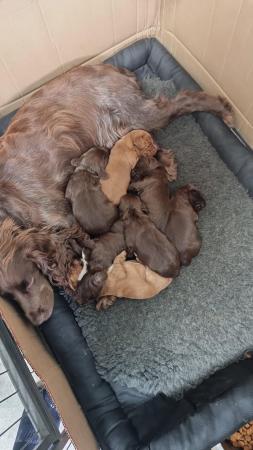 Image 2 of Kc Registered Cocker spaniel puppies