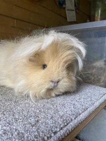 Image 2 of Pure Swiss guinea pig sow