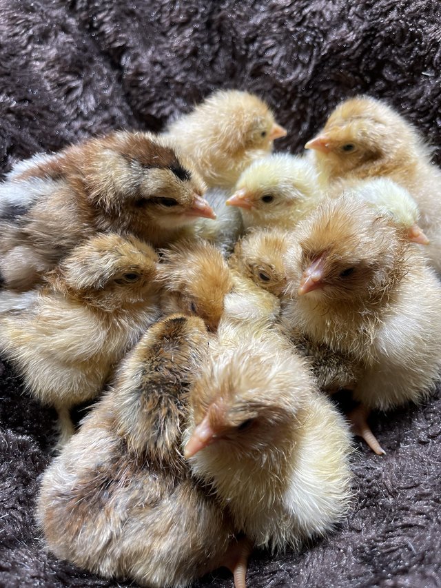 Preview of the first image of Pure Breed Chicks - Buff Orpington, Brahma, Easter Eggers.
