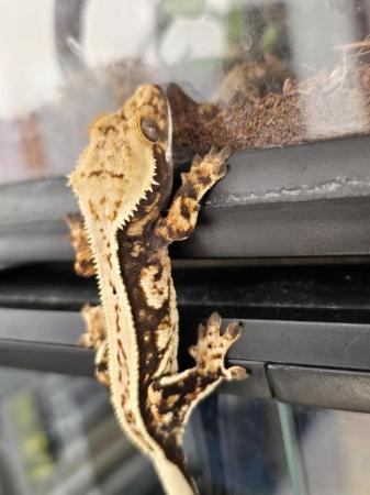 Image 9 of Stunning crested gecko babies and female adults