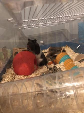 Image 3 of 2 year old Syrian Hamster