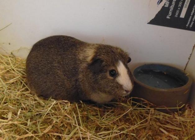 Image 5 of female guinea pig 6 months old, good condition