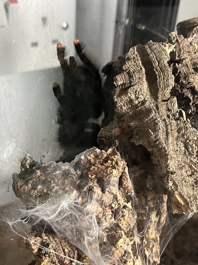 Preview of the first image of Sub Adult & Adult Female Tarantulas.