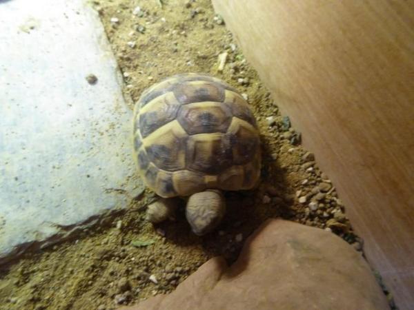 Image 4 of Baby Hermann's tortoises for sale