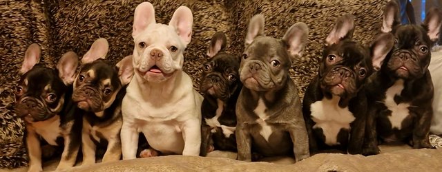 Image 1 of Standard and micro feench bulldogs