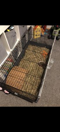 Image 6 of Long Haired Guinea pig with indoor cage