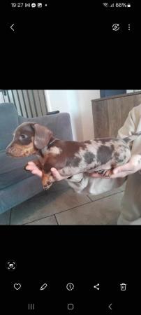 Image 1 of 1 KC REGISTERED/PRA CLEAR MINIATURE DACHSHUND PUPPY