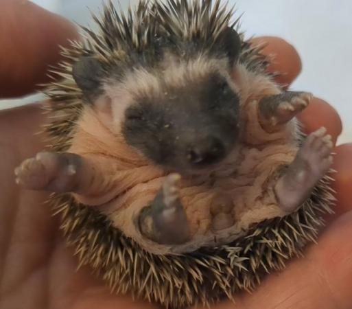 Image 4 of African pgymy hedgehogs