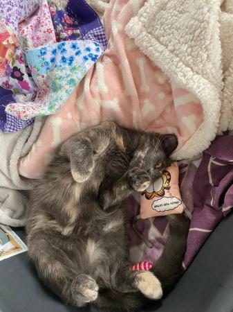 Image 2 of Older kitten for sale 9 months old