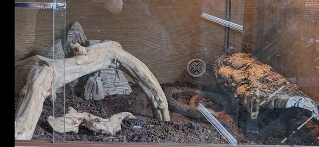 Image 4 of European glass lizard (legless lizard) for sale