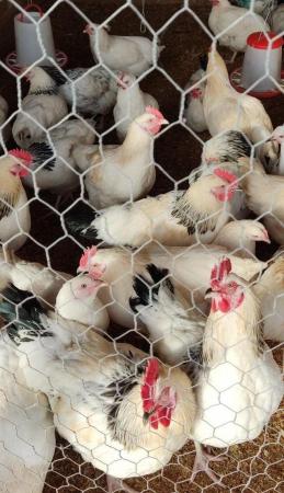 Image 1 of Point of Lay Commercial Hens for Sale