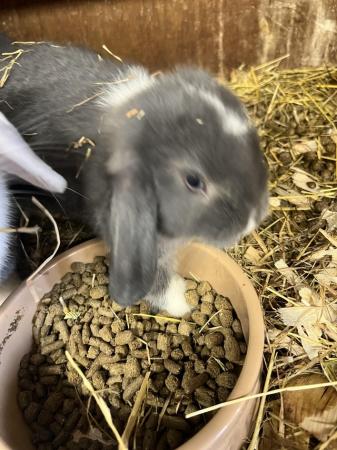 Image 6 of Georgeous baby lop eared rabbits