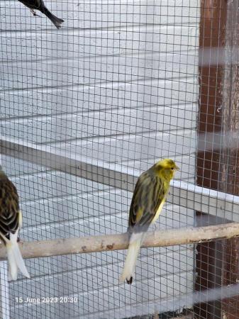 Image 6 of Singing healthy Canaries for sale