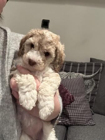 Image 8 of Cockapoo puppies looking for their forever home