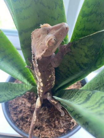 Image 4 of Male crested gecko for rehome
