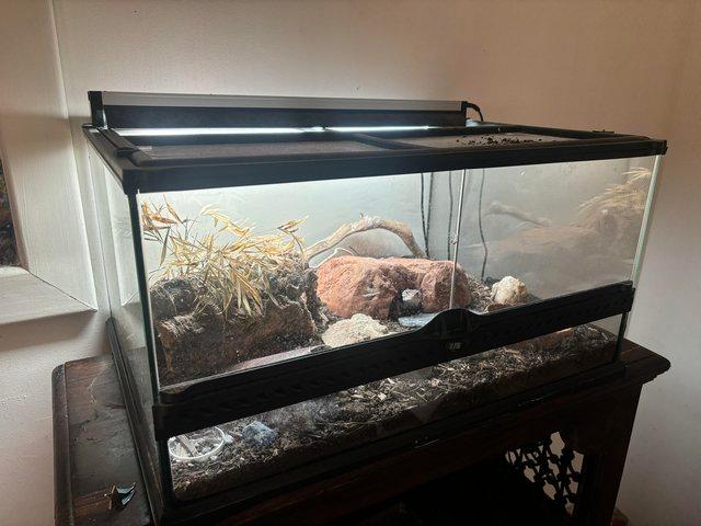 Preview of the first image of Leopard gecko with full set up.