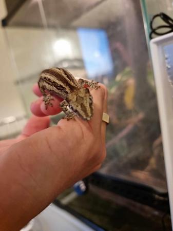 Image 6 of Gargoyle gecko babies available