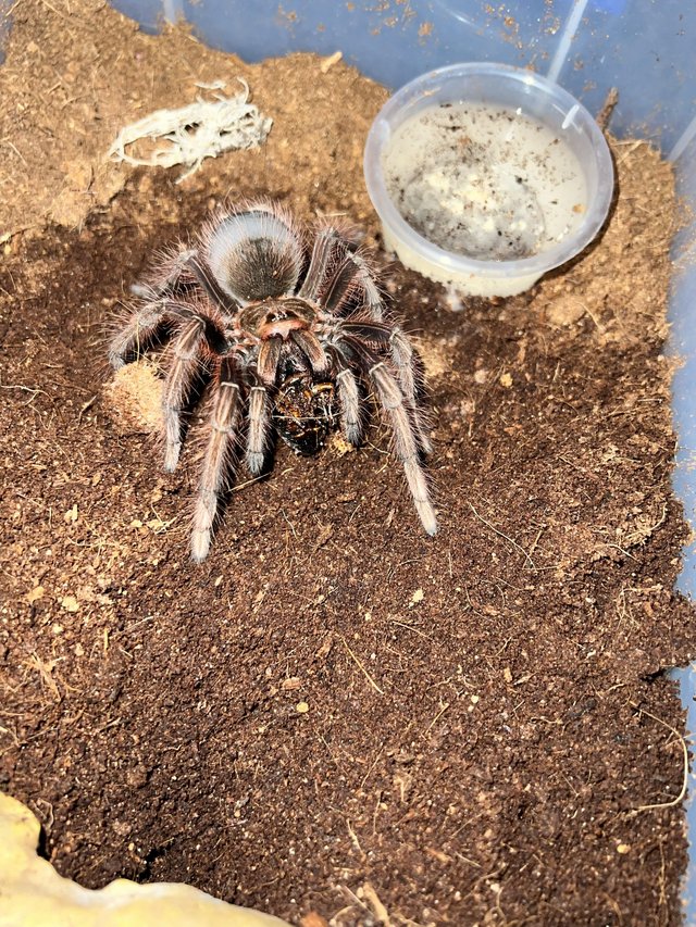 Preview of the first image of Goliath Birdeater Theraphosa apophysis.