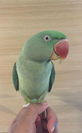 Image 2 of HAND REARED SUPER SILLY TAMED & TALKATIVE ALEXANDRINE BABY