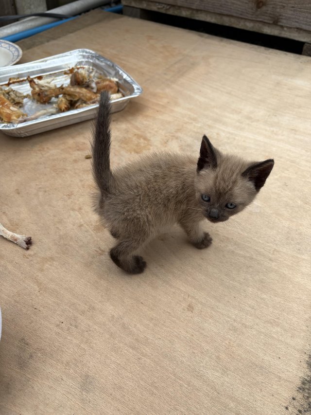 Gorgeous boy kitten for sale — photo 3 of 4
