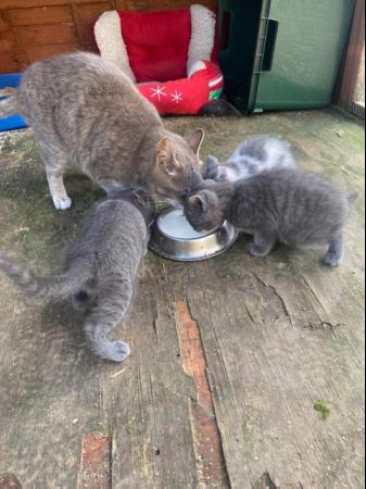 Image 1 of Farm reared kittens READY NOW