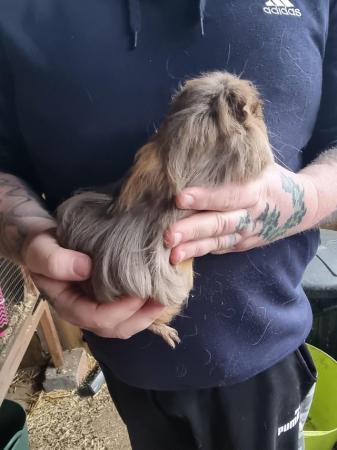 Image 11 of Baby boar guinea pigs for sale
