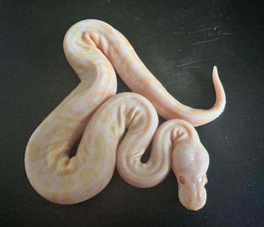 Image 6 of Cinnamon pastel albino ball python for sale