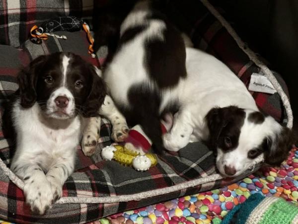Image 32 of Fabulous and stunning English springer puppies