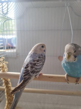Image 3 of 2 young budgies, all included £100