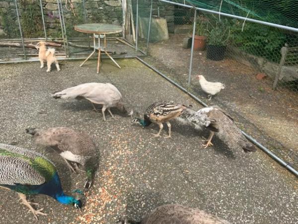 Image 3 of Young Peacocks for sale Indian blue and pied