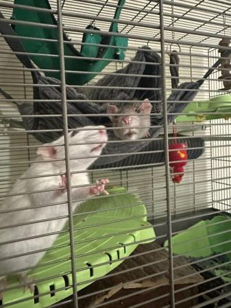 Image 7 of 2 Male Rats (10 months old)