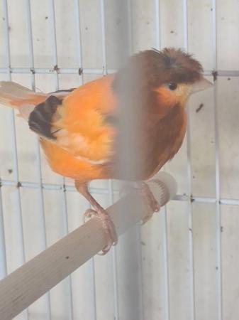 Image 1 of Singing Male Canaries for sale