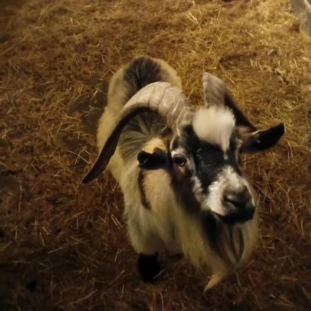 Image 3 of Pygmy Billy goat for sale
